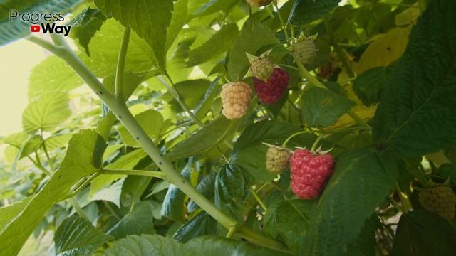 После ЭТОЙ ПОДКОРМКИ МАЛИНЫ ВЕСНОЙ вы будете собирать урожай ягод ведрами!