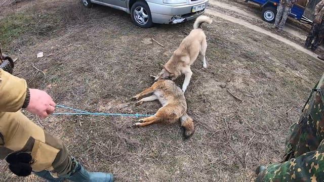 охота на шакала 2020 смотреть онлайн