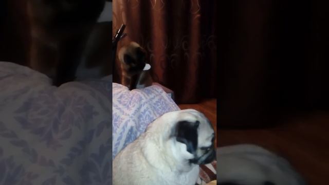 Мопс и сиамский кот