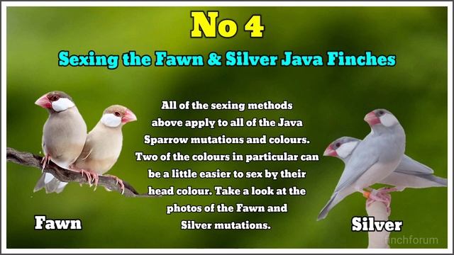 Difference between male and female Java Finch/ Java Sparrow смотреть онлайн