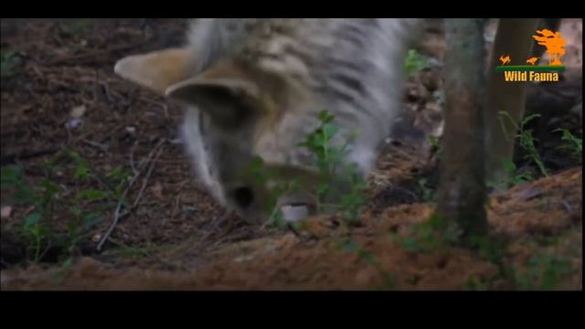 Wild Fauna / Волк или медведь кто хитрее / Wolf against Bear смотреть онлайн