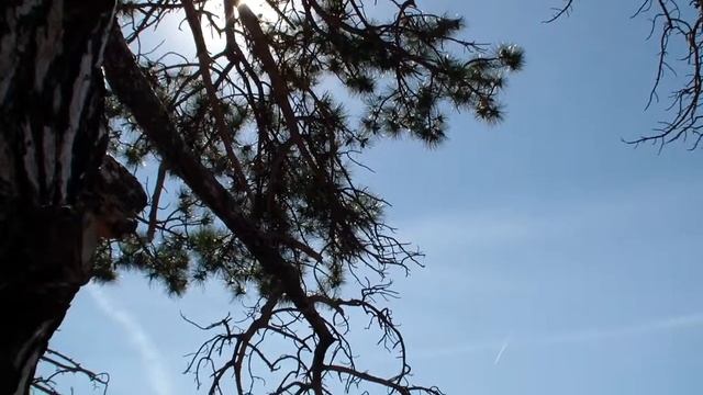 Сосна, солнце и море! смотреть онлайн