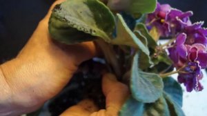Как рассадить фиалку. Пересадка фиалок во время цветения