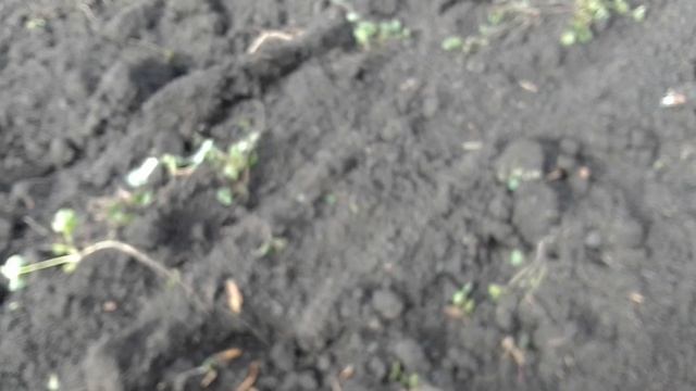 земля для посадки чеснока смотреть онлайн