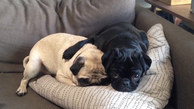 Two Sweet Pugs Napping смотреть онлайн