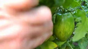 Томат Римский полосатый. Завязывание плодов.