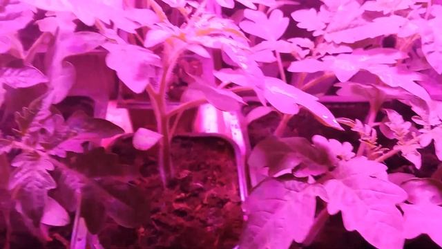 Рассада помидор под фитолампами смотреть онлайн