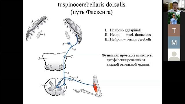 Проводящие пути ЦНС 1 часть смотреть онлайн