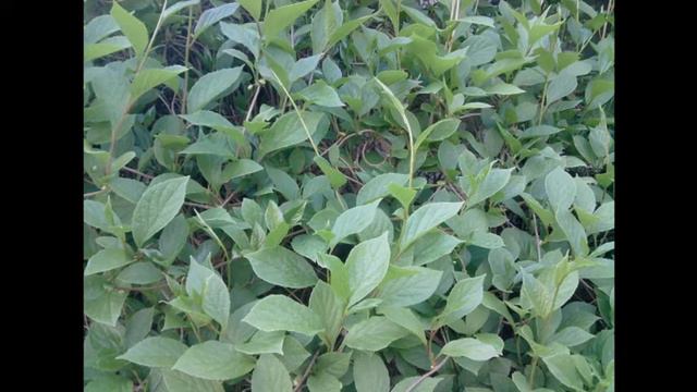 5 волшебных растений в моем доме