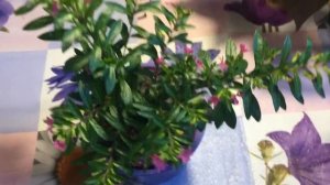 Диасция, весенняя посадка в кашпо