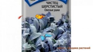 Чистец шерстистый Овечьи ушки (ovechi ushki) ? обзор: как сажать, семена чистеца Овечьи ушки
