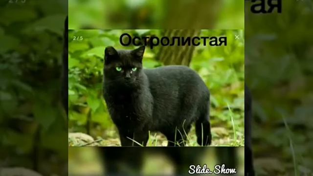 Коты-воители в облике РЕАЛЬНЫХ котов смотреть онлайн