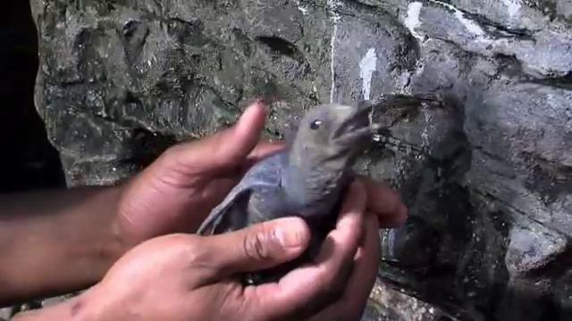 King Penguin Baby-Cincinnati Zoo смотреть онлайн