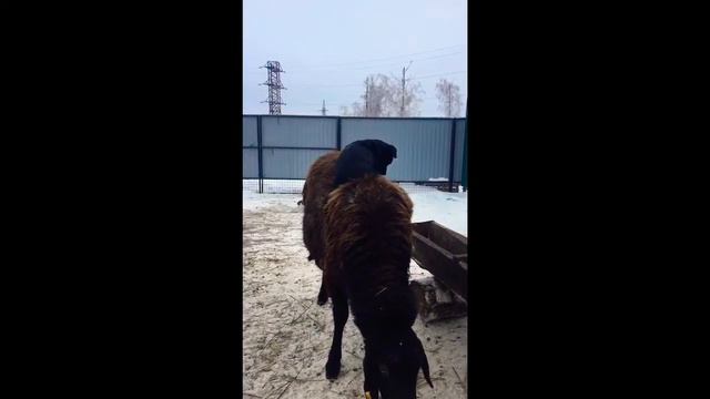 Великан смотреть онлайн