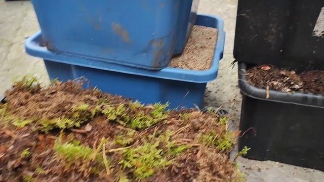 Морковь на хранение/Убираем двор#огород#морковь#сибирь смотреть онлайн