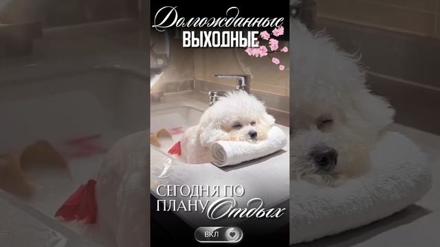 Доброе утро смотреть онлайн