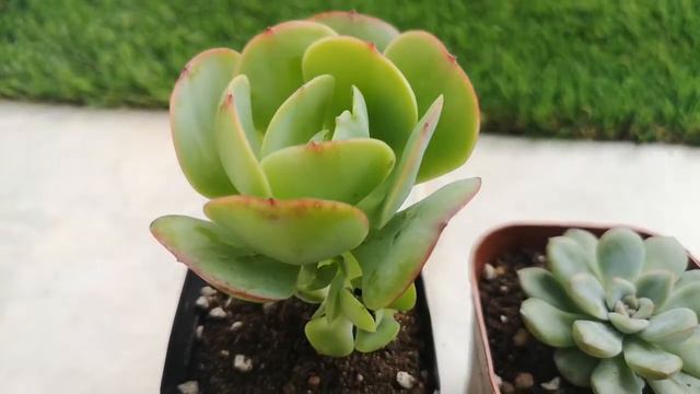 กุหลาบหิน ไม้อวบน้ำ พาออกมารับแดดนิดหน่อย смотреть онлайн