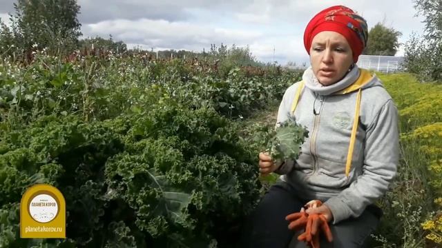 Выращиваем салат Кейл смотреть онлайн