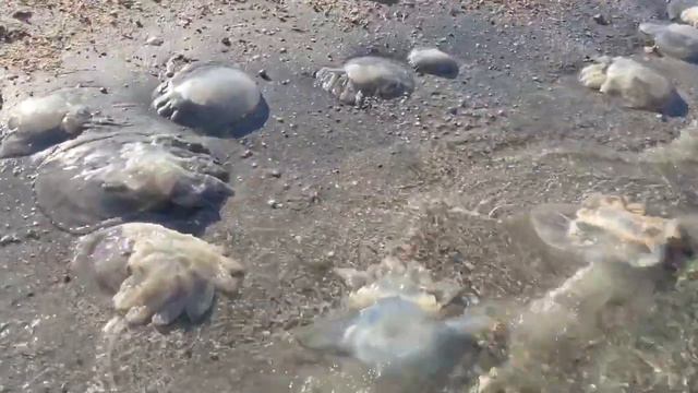 Крым,Азовское море.Нашествие медуз смотреть онлайн