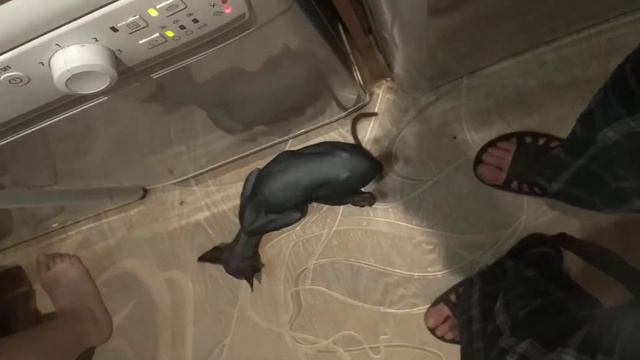 СФИНКСы смотреть онлайн