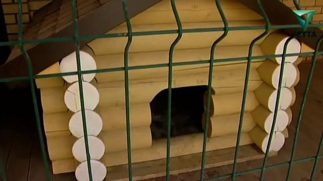 Японская акита (акита-ину) смотреть онлайн