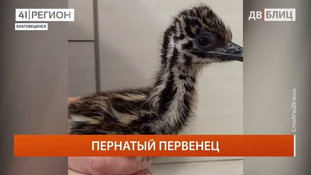 •ДАЛЬНИЙ ВОСТОК БЛИЦ• 11.04.2022 г. смотреть онлайн