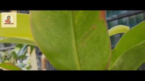 Philodendron MOONLIGHT varigata/muatasi PINK