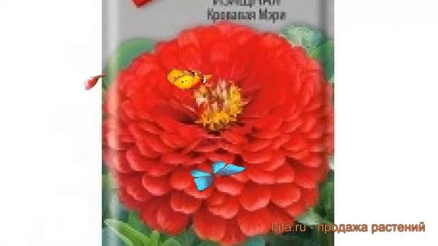 Цинния изящная Кровавая Мэри (krovavaya meri) ? обзор: как сажать, семена циннии Кровавая Мэри смотреть онлайн