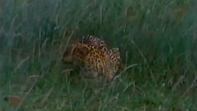 Leopard: A Darkness in the Grass (1986) смотреть онлайн