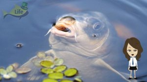 Как определить что в водоеме водится карп? Как выбрать место ловли карпа?