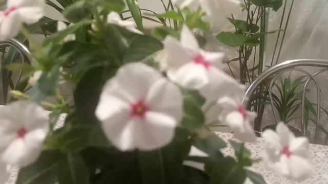 Комнатные цветы.Красиво цветущие растение. смотреть онлайн