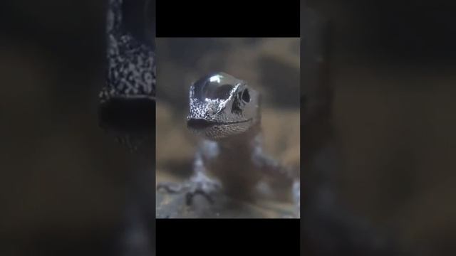 Водяной Анол или Anolis aquaticus | Живут и на деревьях и в воде смотреть онлайн