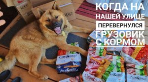 Псу Кубику счастье привалило от CaneGatto. Кошке Морошке и зверькам Избушки тоже досталось