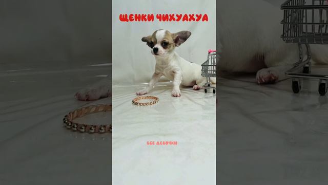 Выбираем щенка чихуахуа, мальчики чихуахуа и девочки чишки смотреть онлайн