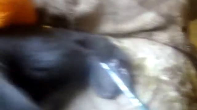 Мой кот не может освободить свой хвост смотреть онлайн