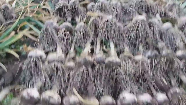 Итоги уборки чеснока на экспериментальном участке по сортам. Любаша - высший пилотаж! смотреть онлайн