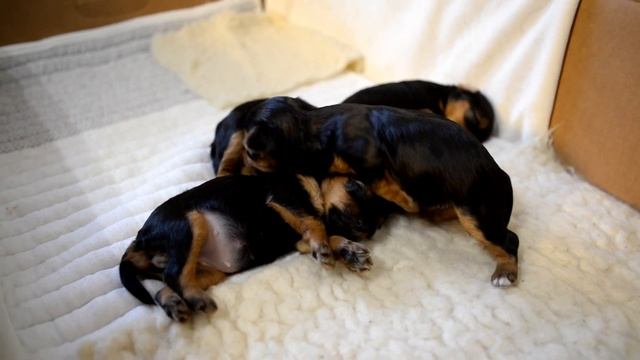 Как спят щенки йорка смотреть онлайн