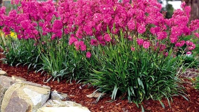 САМЫЕ НЕПРИХОТЛИВЫЕ МНОГОЛЕТНИКИ / Дицентра / Лихнис / Смолка / Сантолина / Армерия / Пенстемон