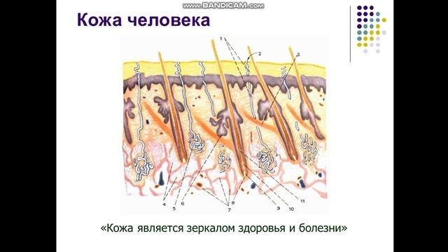 Экология микроорганизмов. Часть 2 смотреть онлайн