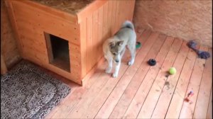 Воспитание щенка лайки в период 3-4 месяцев!