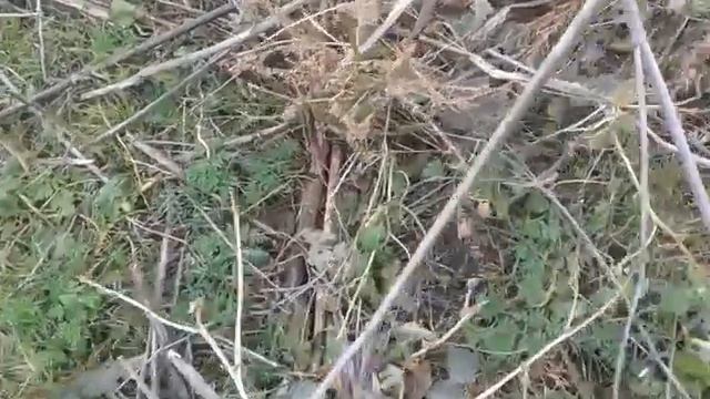 Крым. Сбор синеножек  рядовка лиловоногая  - 16 ноября 2016 года.