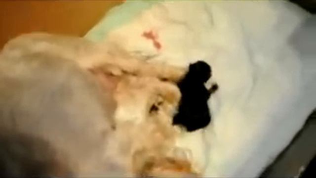 Роды йорка часть_4 смотреть онлайн