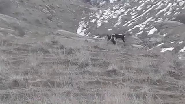 Аборигенные собаки Узбекистана (Сурхандарья) смотреть онлайн