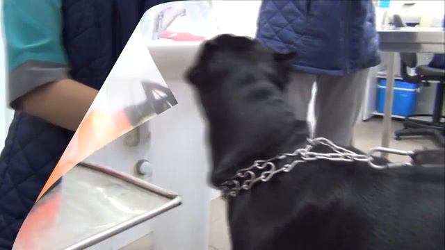 Собака Кане Корсо Деррек в ветеринарной поликлинике. #canecorso смотреть онлайн