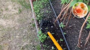 Культиватор-пропольник дисковый. Торнадика