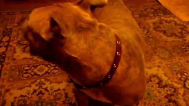ЛИНДА КУШАЕТ ЧИПСЫ смотреть онлайн