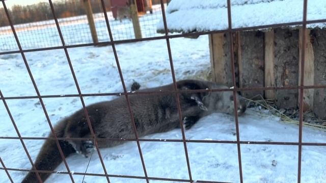 Выдра и лисы аппетитно чавкают. ASMR смотреть онлайн