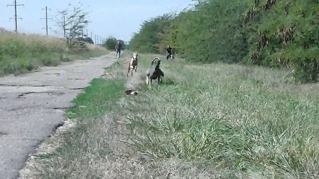 Курсинг борзых собак 17.09.22г смотреть онлайн