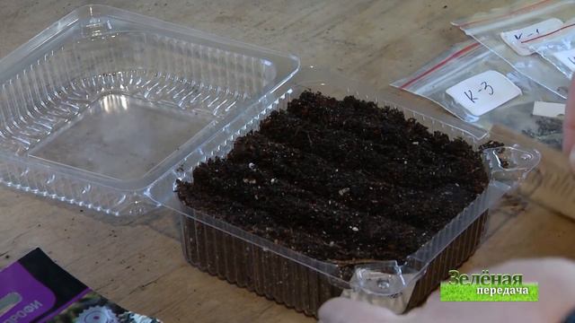 2018 12 04 Зелёная передача HD