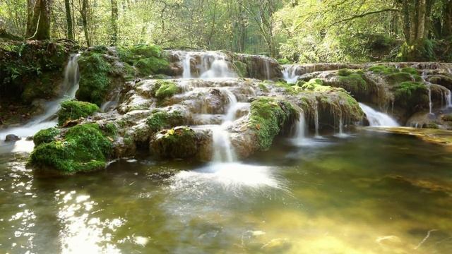Окунись в музыку леса. Звуки живой природы для расслабления.
